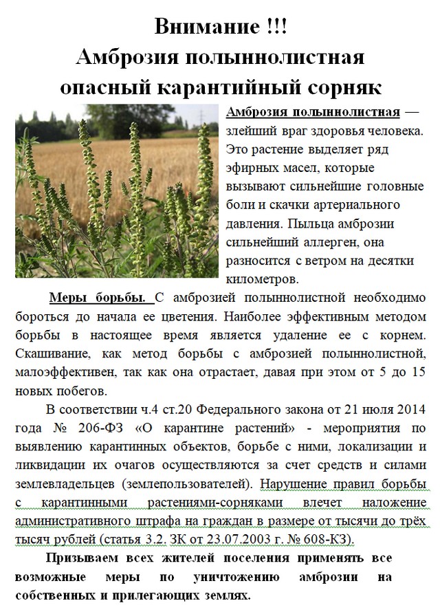 Амброзия полыннолистная
